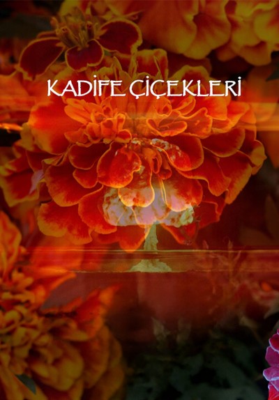 Kadife Çiçekleri